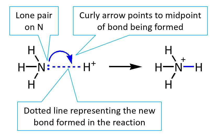 dotted line curved arrow mechansim